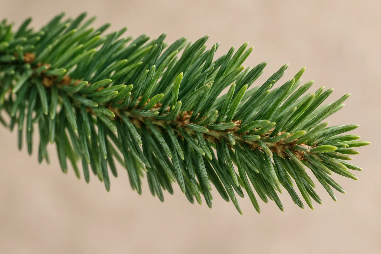 Illustration of dimensional moulded PE-style artificial Christmas tree needles around a branch tip